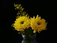 Herbstblumen